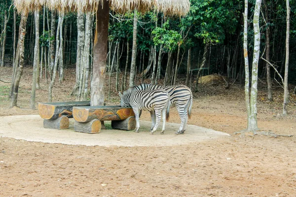 Zebra Vietnam Phu Quoc Insel — Stockfoto