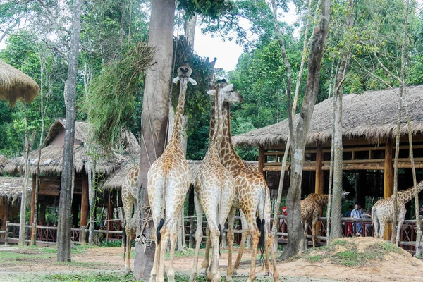 Girafa Vietname Phu Quoc Ilha — Fotografia de Stock