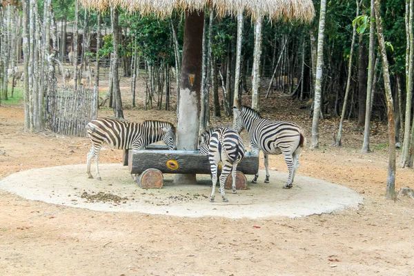 Zebra Vietnam Phu Quoc Island — Stock Photo, Image