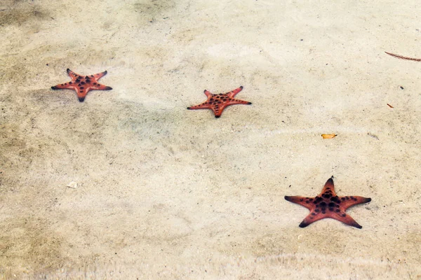 Sea Star Vietnam Phu Quoc Island — Stock Photo, Image