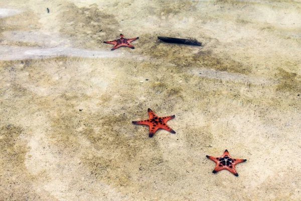 he sea star. Vietnam Phu Quoc island