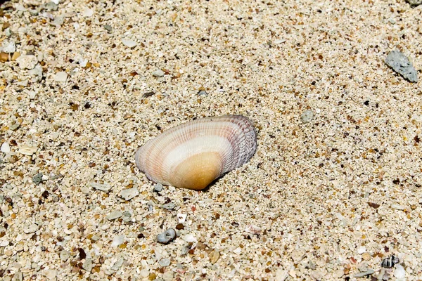 Seashell Vietnam Phu Quoc Ostrov — Stock fotografie