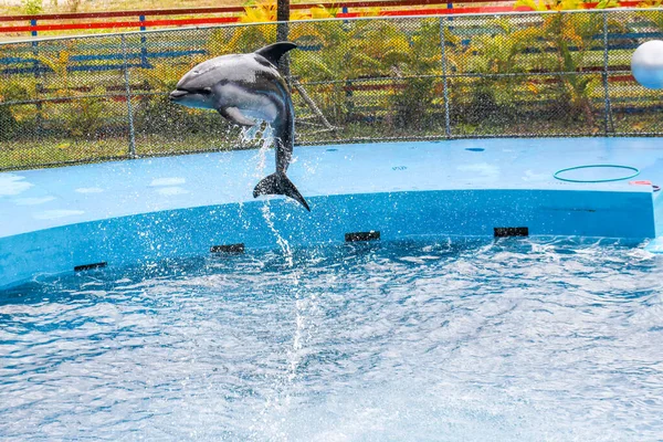 Дельфин Вьетнам Куок Лицензионные Стоковые Изображения