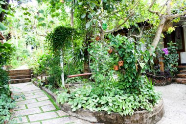 Çalılıklarda bir patika. Vietnam Phu Quoc Adası