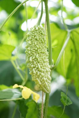 sopropo, surinaamse groente in biologische kas