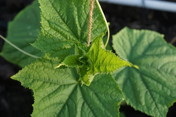 Komkommer Plant Van Boven Groei Biologisch — Stockfoto