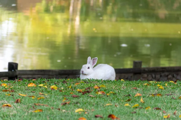 Tavşan arka planda gölle çimlerin üzerinde dinleniyor.