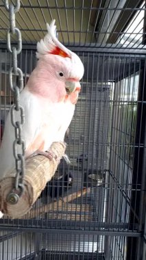 Kafesin içine tünemiş iki Moluccan papağanı güzel pembe armalarıyla _ Cacatua moluccensis.