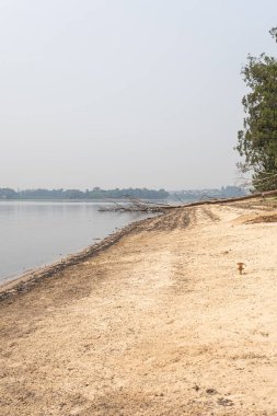 Guarapiranga barajının kenarındaki kumun üzerinde büyük bir ağaç devrildi..
