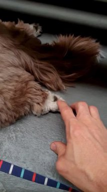 Shih Tzu köpeğinin arka ayağını okşamak _ dikey.