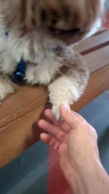 Tahta bir bankta uzanmış bir shih tzu 'nun ön patisini okşamak.