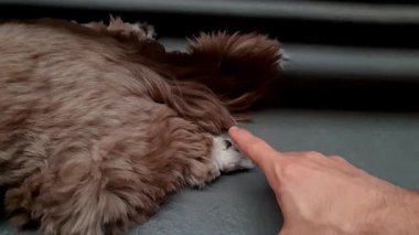 Shih Tzu köpeğinin arka bacağını okşamak..