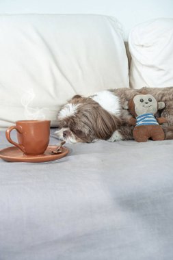 Shih tzu doldurulmuş hayvanının yanında yatıyor ve dumanı tüten bir fincan kahve _ dikey.