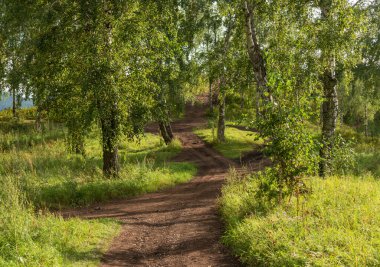 Huş ağacı ormanında patika. Fotoğraf arkaplanı.