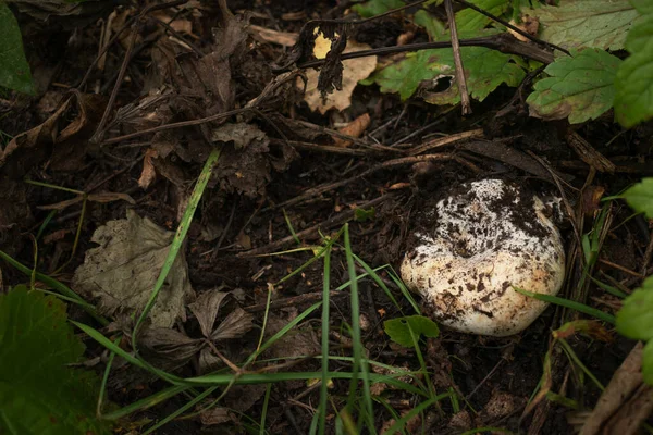 जंगल में फोटो लैक्टेरियस रेसिमस। सफेद मशरूम . — स्टॉक फ़ोटो, इमेज