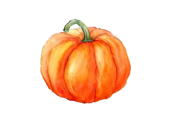 흰색 바탕에 호박 삽화 (pumpkin Illustration). 가을 수확. — 스톡 사진