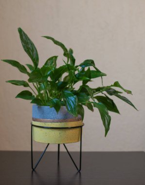 Kapalı bir saksıdaki kapalı bitki fotoğrafı..