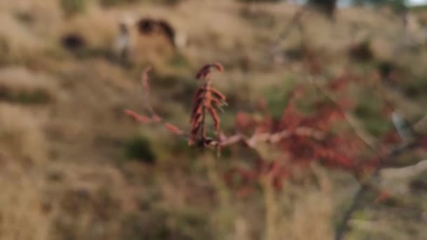 Torr Gren Med Blad Och Taggar Närbild Vassa Punkter Torra — Stockvideo