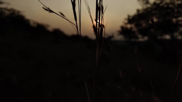 Подъем Снизу Вверх Фокусировка Солнце Через Сухую Траву Погоня Солнцем — стоковое видео