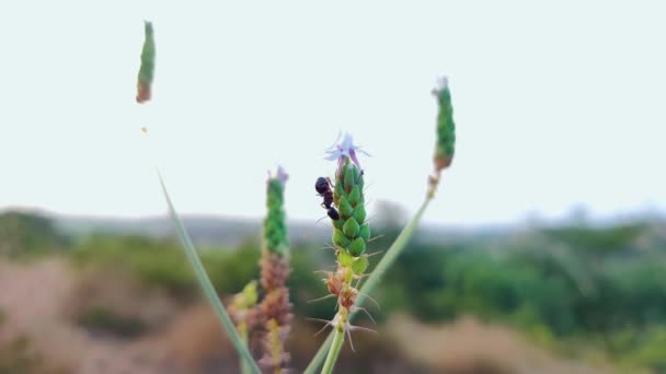 Hormiga Negra Planta Macro Enfoque Tiro Hormiga Negra Sobre Planta — Vídeos de Stock