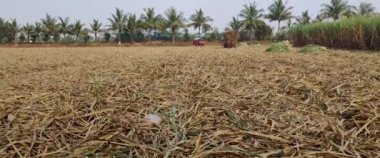 Şeker kamışını tarladan kaldırıyorum. Hint şeker kamışı tarlası