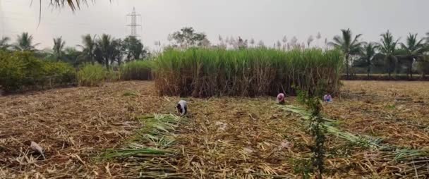 在晴天工作的工人把甘蔗从地里运走 — 图库视频影像