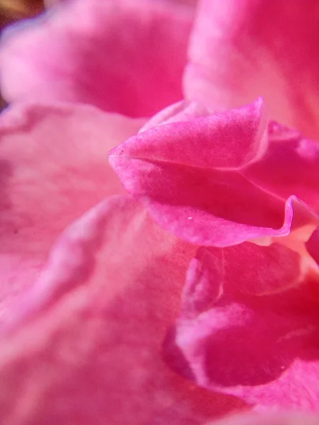 Small Rose Petal Macro — Stock Photo, Image