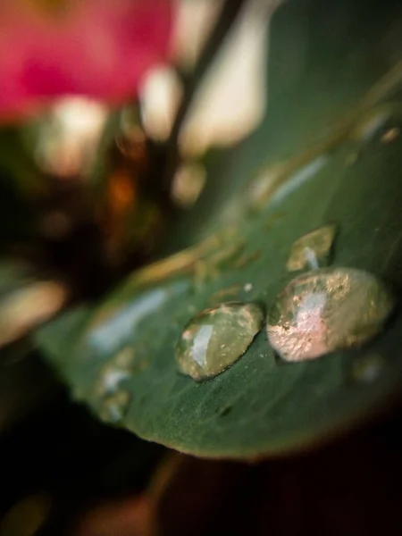 Raindrops Falling Leaf — Stock Photo, Image