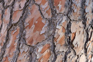 Bir çam ağacının korteksinin parçası..