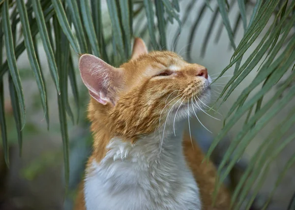 bahçede güzel turuncu kedi