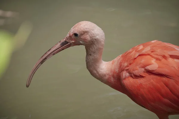 bir nehirde bir güzel flamingo