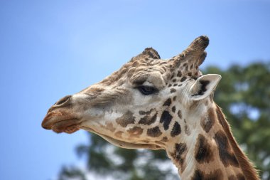 doğada güzel zürafa