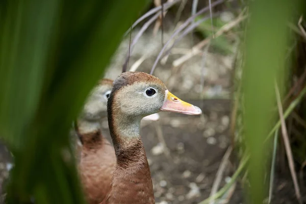 doğada küçük ördek