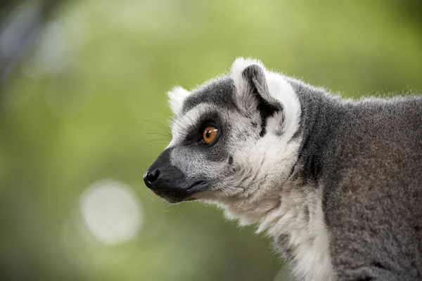  lemur sola izlerken