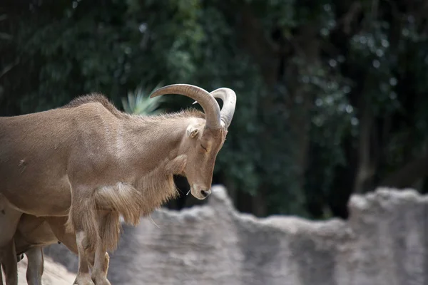 güzel keçi bir taş üzerinde uyku