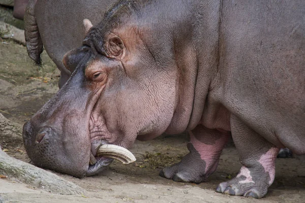 Su aygırı hayvanat bahçesinde dinleniyor