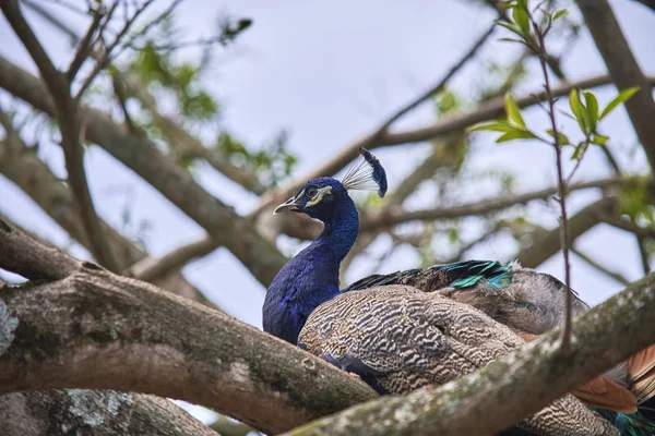 doğada güzel tavus kuşu
