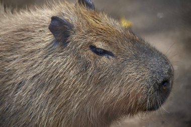 Capybara'nın yakın çekimi