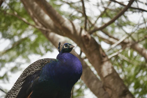 doğada güzel tavus kuşu