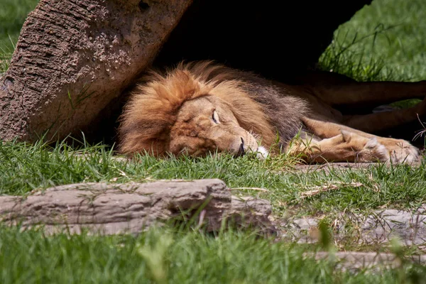 Lion sleeping in nature