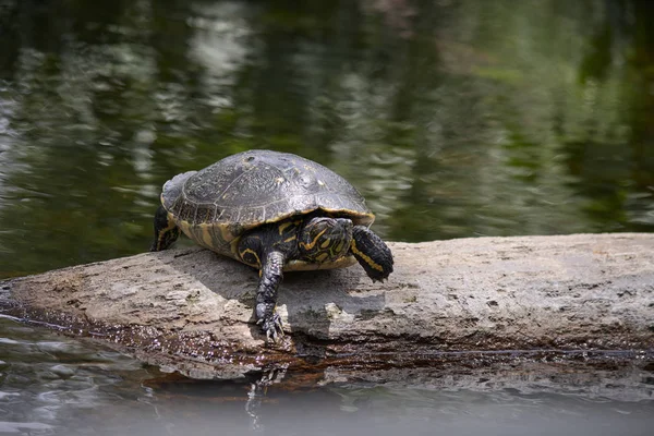 Bir taşın üzerinde dinlenen kaplumbağa