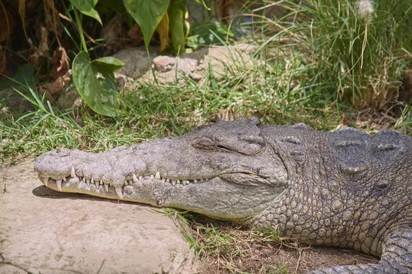 Güneşte dinlenen büyük timsah