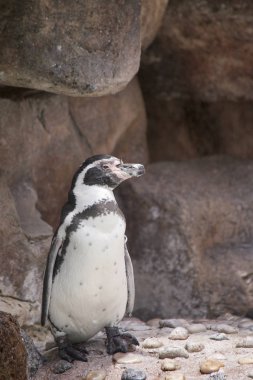 Sevimli penguen etrafa bakıyor
