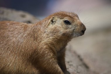 Sevimli marmot doğada etrafa bakıyor