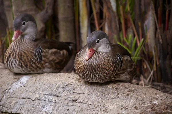Doğada kuşların güzel ve renkli çift