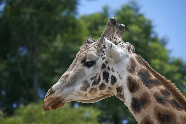 doğada güzel zürafa