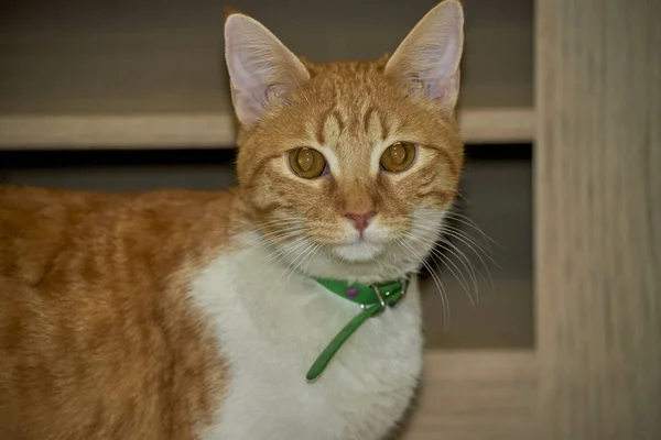 Bahçede oynayan sevimli sarı kedi