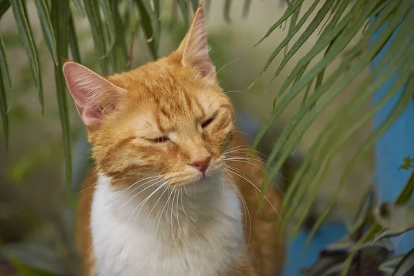 Bahçede oynayan sevimli sarı kedi