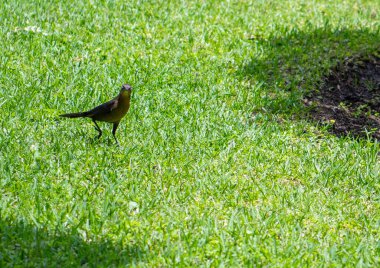 Yeşil çim arka planda siyah karga. Çimlerdeki kuş