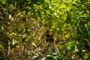 Ormandaki siyah saçlı kedinin yakın çekimi.